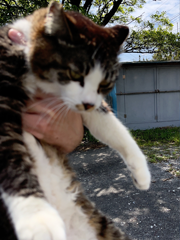 獣医師　犬井　学